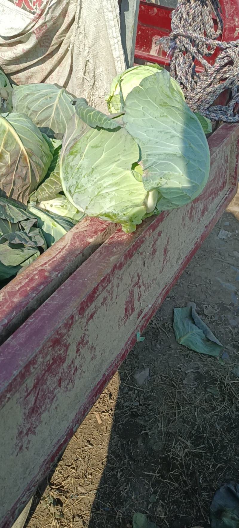 甘蓝