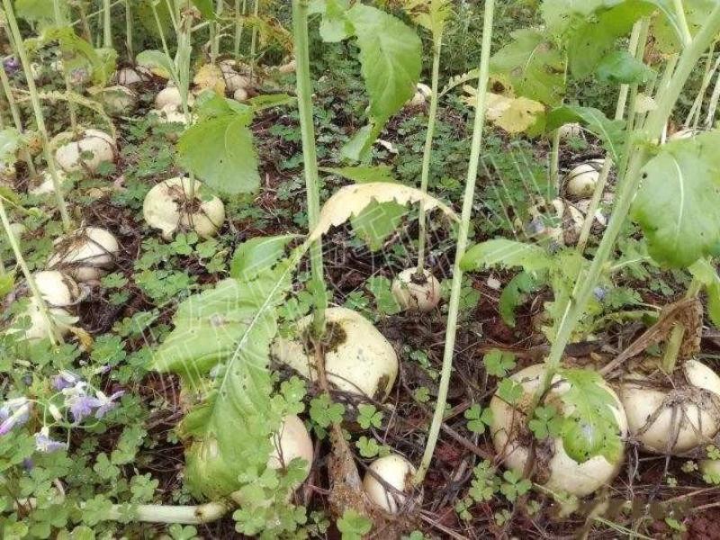 肥田萝卜种子满园花种子果园天然肥专用增肥土壤抑制杂草草籽