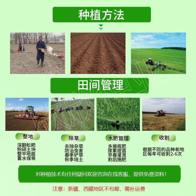 肥田萝卜种子满园花种子果园天然肥专用增肥土壤抑制杂草草籽