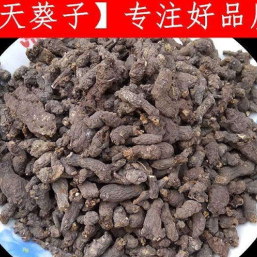 湖南天葵子产地直发品质保证诚信经营欢迎老板下单