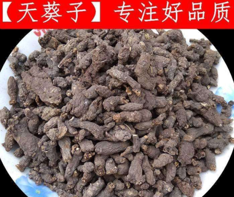 湖南天葵子产地直发品质保证诚信经营欢迎老板下单