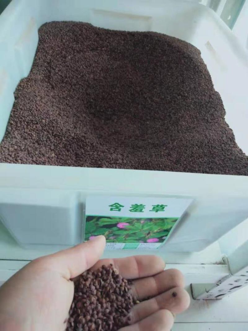 含羞草种子害羞怕羞草种籽小盆栽植物室内四季易种阳台绿植