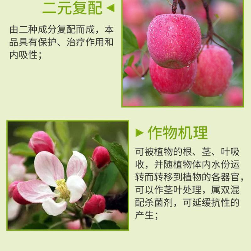 国光艾德58%甲霜灵代森锰锌番茄晚疫病黑胫病霜霉病专用