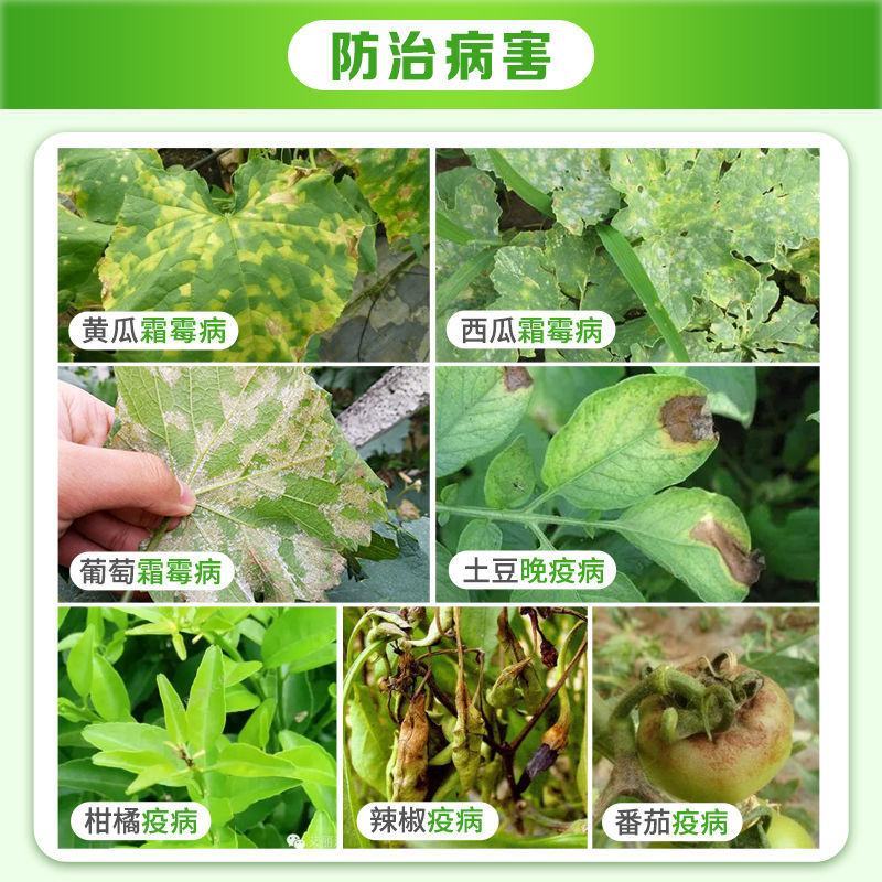 国光艾德58%甲霜灵代森锰锌番茄晚疫病黑胫病霜霉病专用
