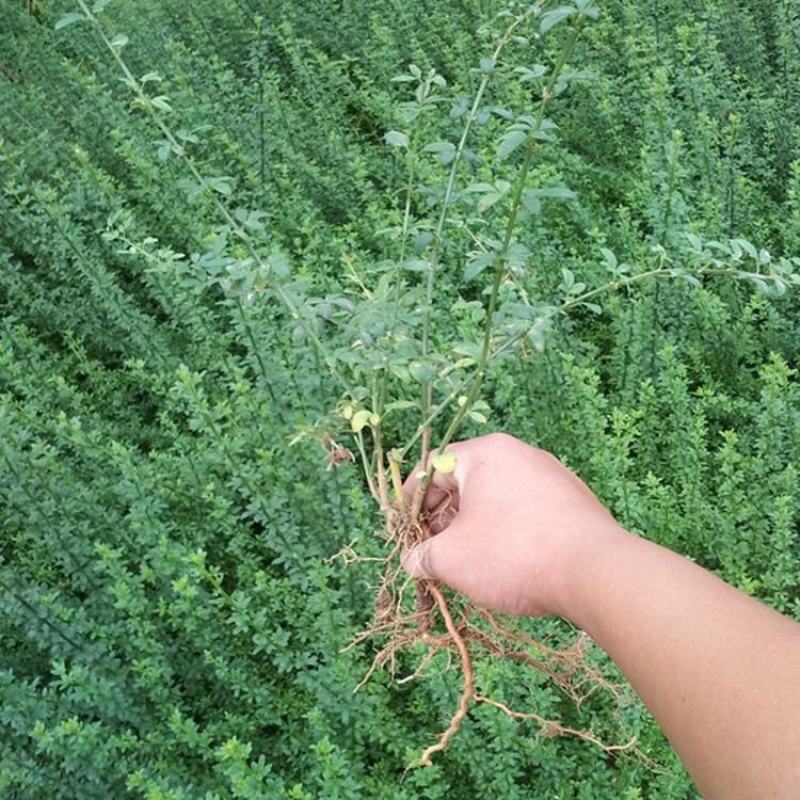 迎春花苗价格爬藤攀缘植物绿化盆栽盆景云南黄素馨