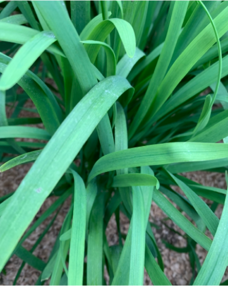 新根头刀烟头韭菜