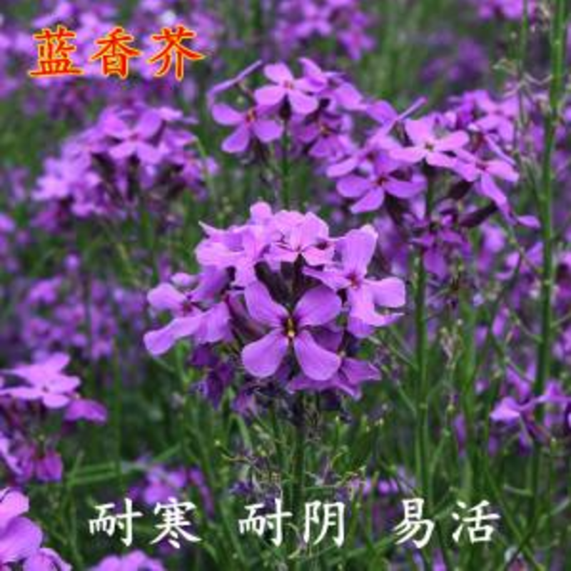 蓝香芥种子紫色花海耐寒耐阴宿根花卉种子庭院花坛观赏