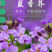 蓝香芥种子紫色花海耐寒耐阴宿根花卉种子庭院花坛观赏