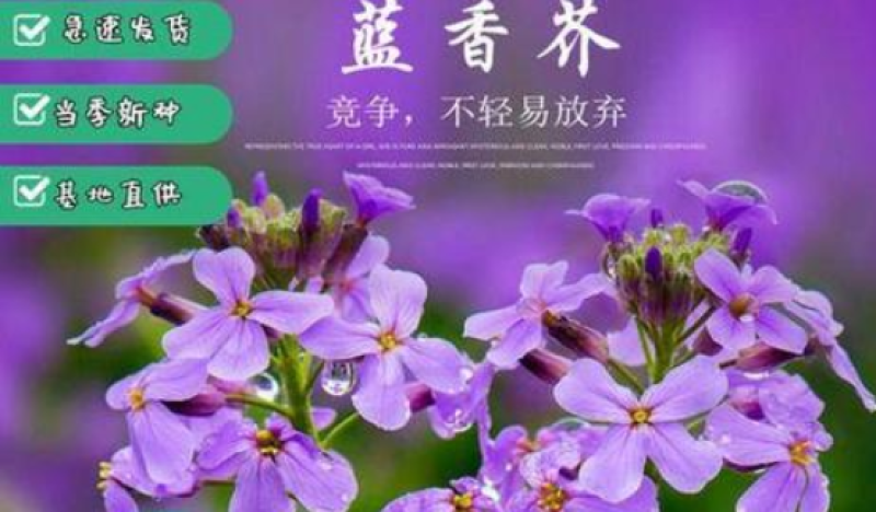 蓝香芥种子紫色花海耐寒耐阴宿根花卉种子庭院花坛观赏