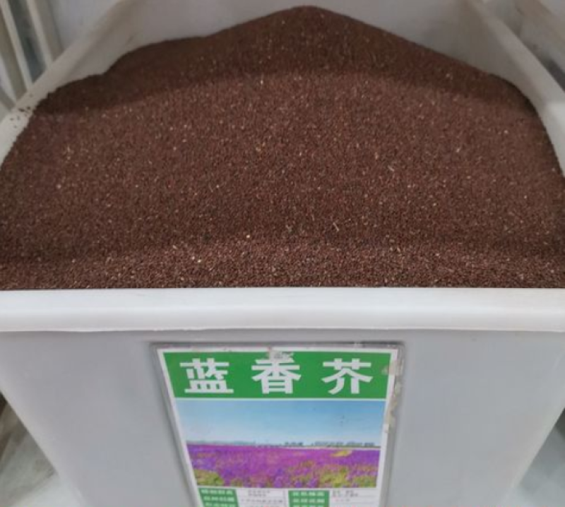 蓝香芥种子紫色花海耐寒耐阴宿根花卉种子庭院花坛观赏