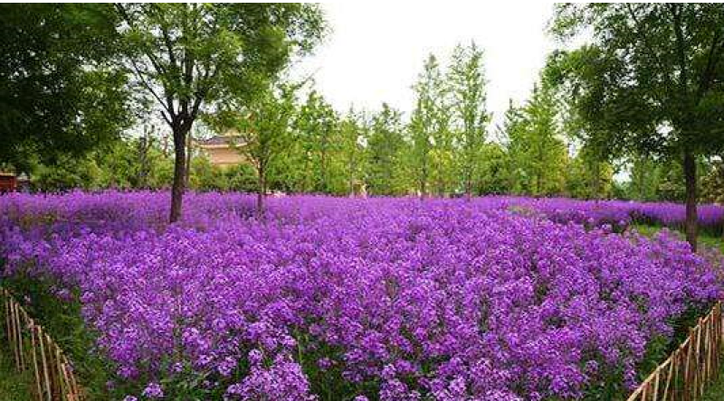 蓝香芥种子紫色花海耐寒耐阴宿根花卉种子庭院花坛观赏