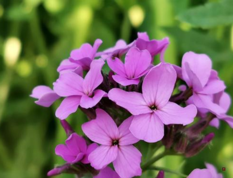 蓝香芥种子紫色花海耐寒耐阴宿根花卉种子庭院花坛观赏