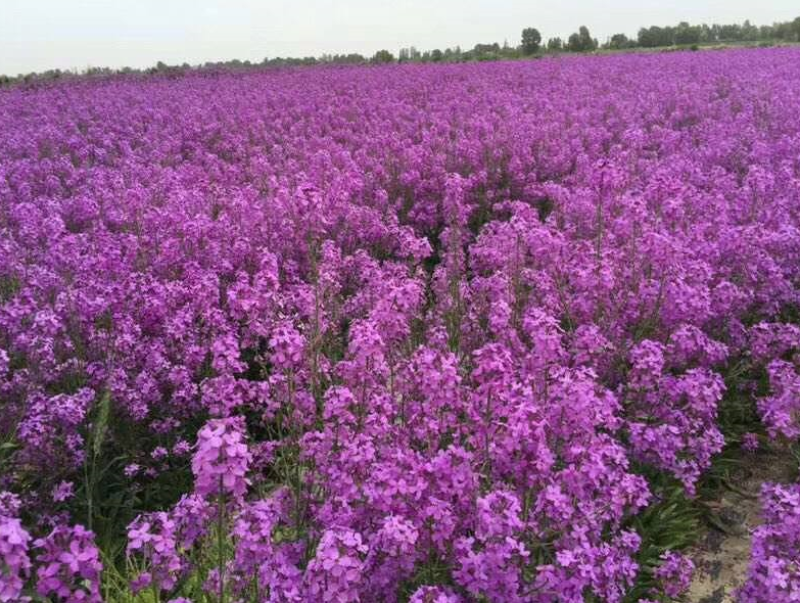 蓝香芥种子紫色花海耐寒耐阴宿根花卉种子庭院花坛观赏