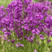 蓝香芥种子紫色花海耐寒耐阴宿根花卉种子庭院花坛观赏