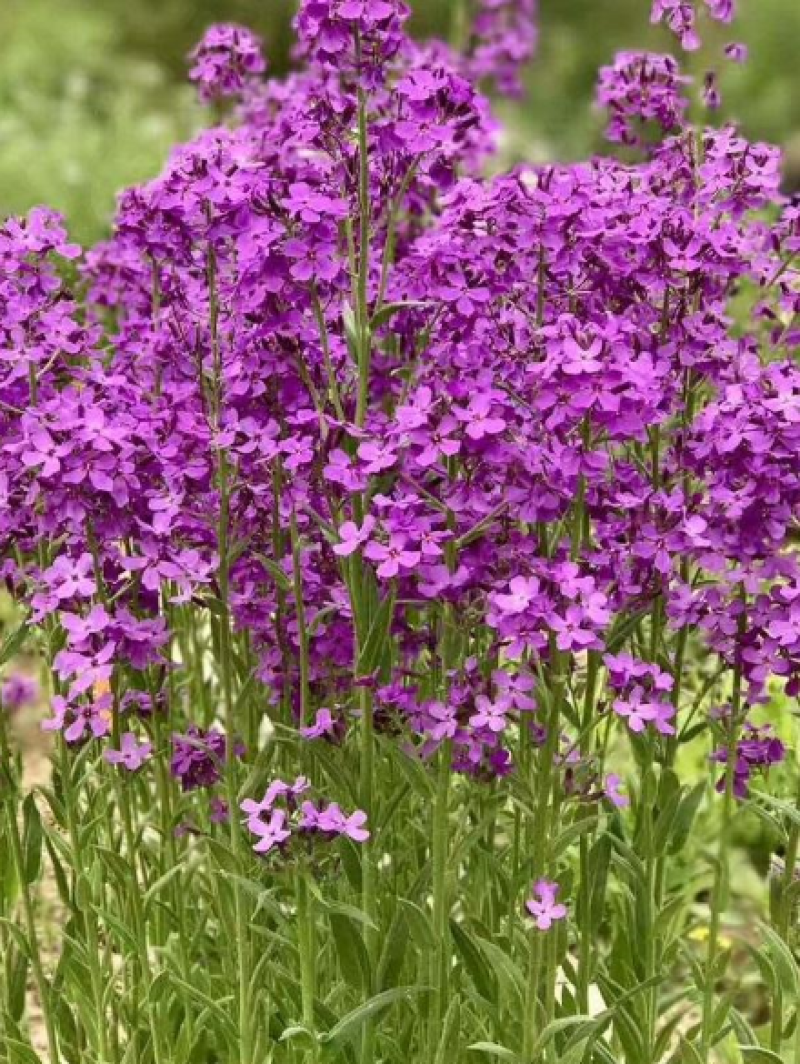 蓝香芥种子紫色花海耐寒耐阴宿根花卉种子庭院花坛观赏