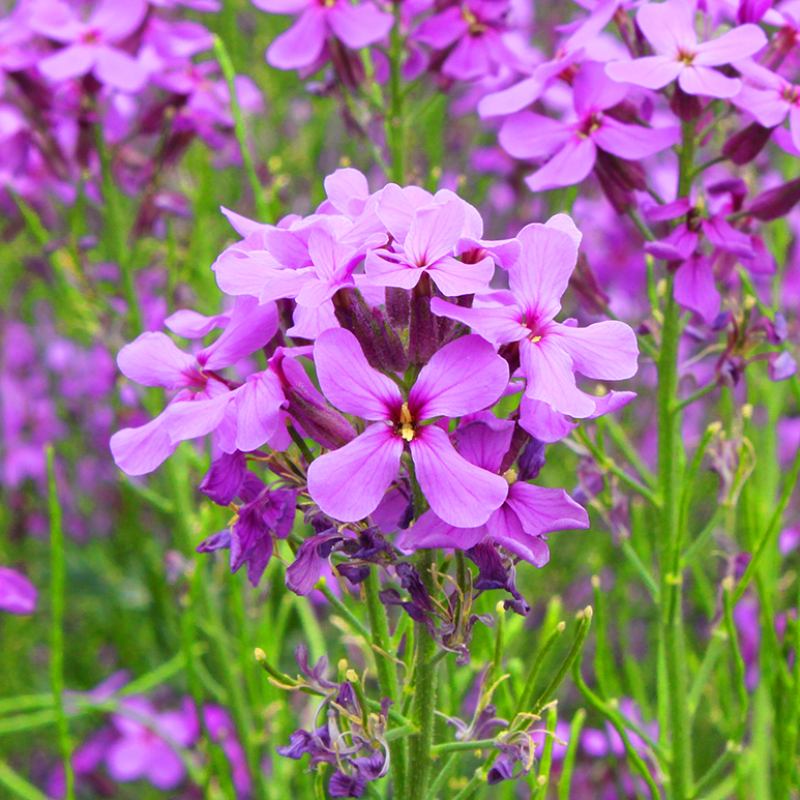 蓝香芥种子紫色花海耐寒耐阴宿根花卉种子庭院花坛观赏