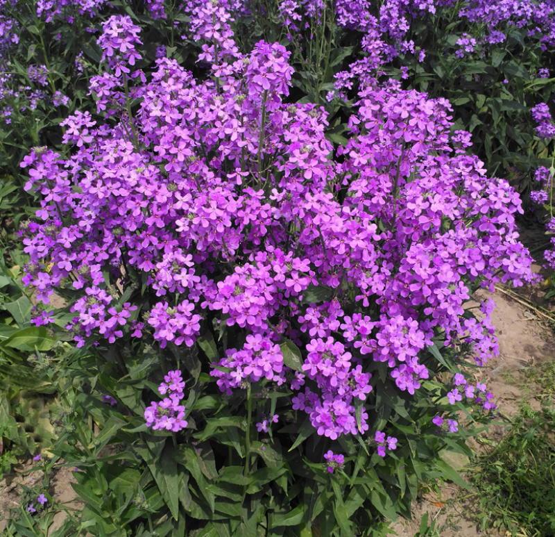 蓝香芥种子紫色花海耐寒耐阴宿根花卉种子庭院花坛观赏