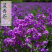 蓝香芥种子紫色花海耐寒耐阴宿根花卉种子庭院花坛观赏