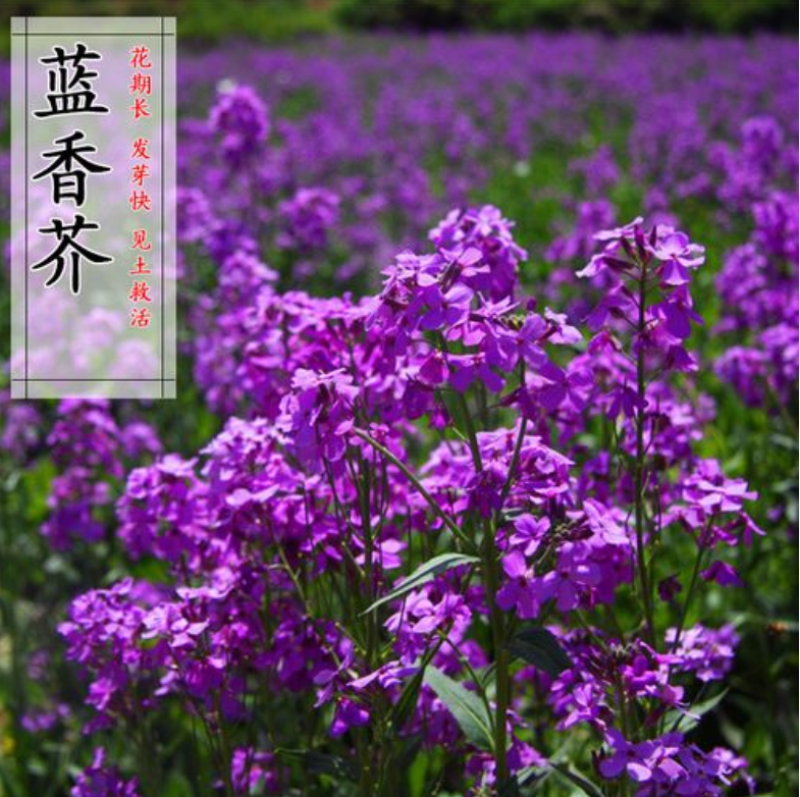 蓝香芥种子紫色花海耐寒耐阴宿根花卉种子庭院花坛观赏