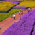 蓝香芥种子紫色花海耐寒耐阴宿根花卉种子庭院花坛观赏