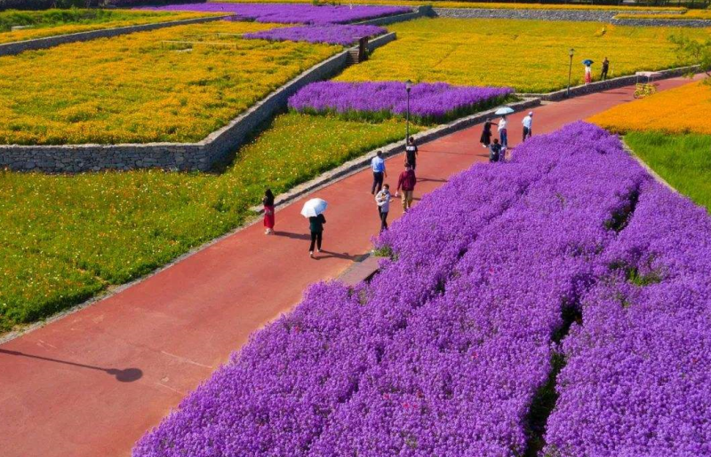 蓝香芥种子紫色花海耐寒耐阴宿根花卉种子庭院花坛观赏