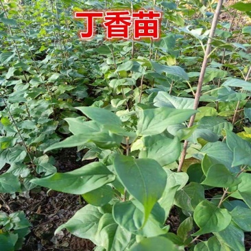丁香苗暴马丁香紫丁香绿化观赏庭院盆栽行道树使用种子花