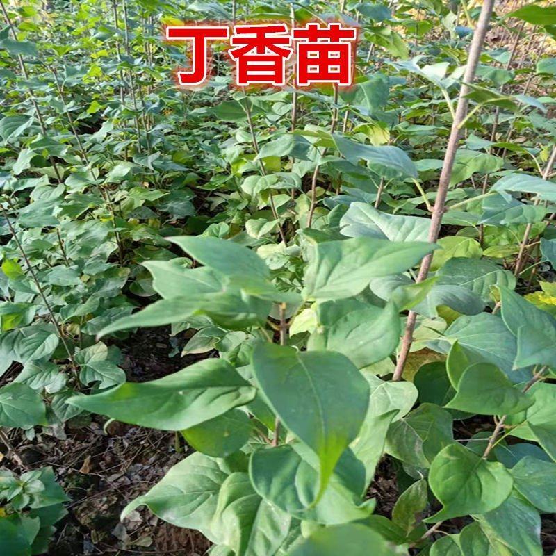 丁香苗暴马丁香紫丁香绿化观赏庭院盆栽行道树使用种子花