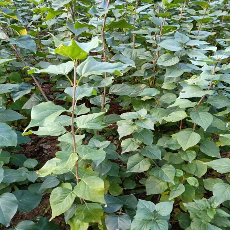 丁香苗暴马丁香紫丁香绿化观赏庭院盆栽行道树使用种子花
