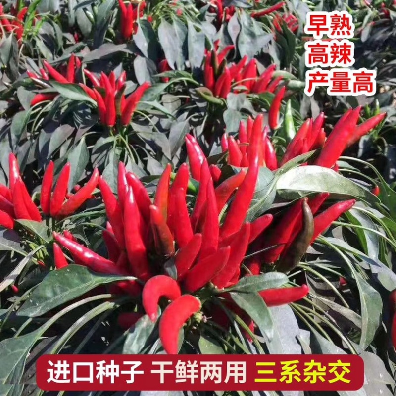 辣椒种子簇生高辣干鲜两用高辣