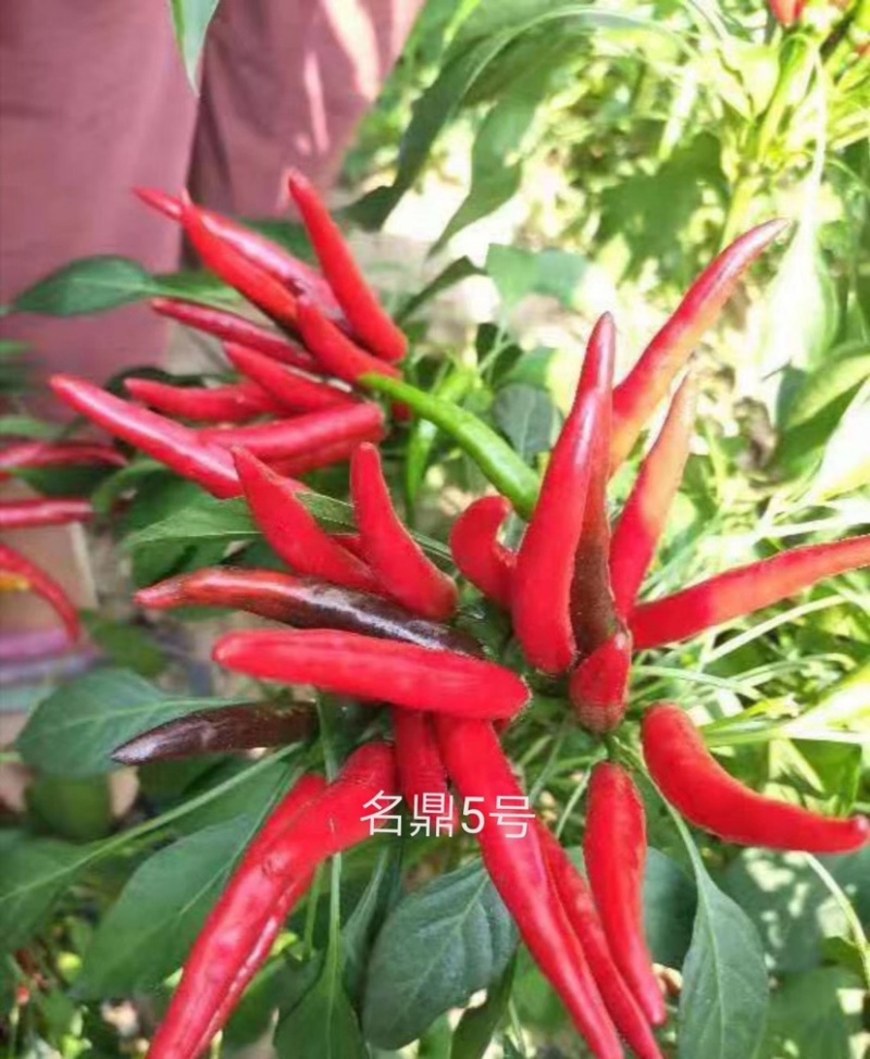 辣椒种子簇生高辣干鲜两用高辣