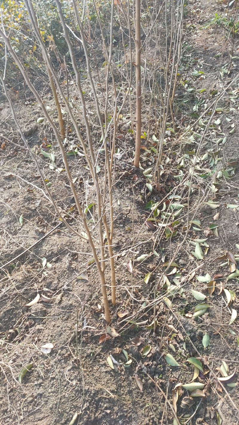 丁香苗暴马丁香紫丁香绿化观赏庭院盆栽行道树使用种子花