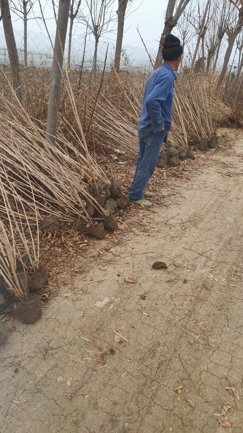 丁香苗暴马丁香紫丁香绿化观赏庭院盆栽行道树使用种子花