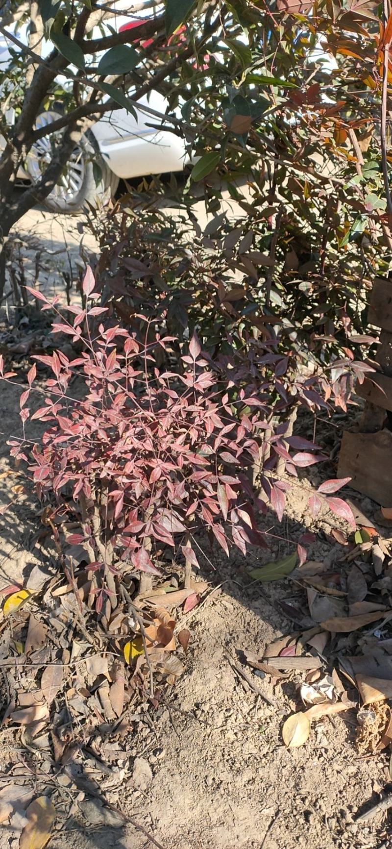 丁香苗暴马丁香紫丁香绿化观赏庭院盆栽行道树使用种子花