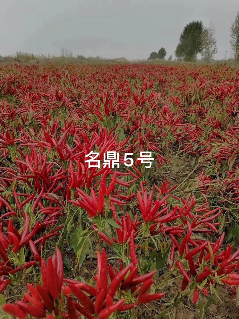 辣椒种子簇生高辣干鲜两用高辣