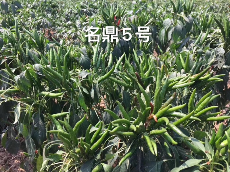 辣椒种子簇生高辣干鲜两用高辣