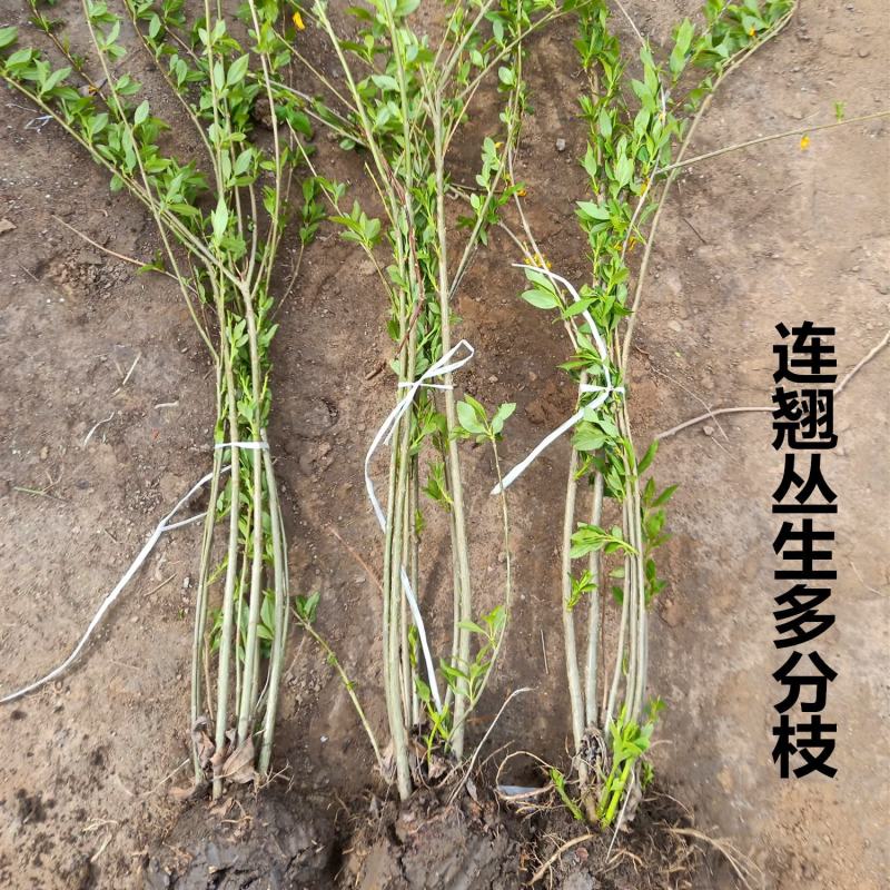 连翘40公分高以上多叉头丛生黄老虎金腰带绿化花灌木