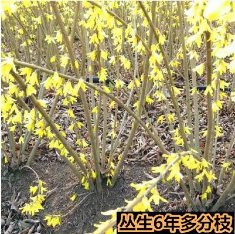 连翘40公分高以上多叉头丛生黄老虎金腰带绿化花灌木