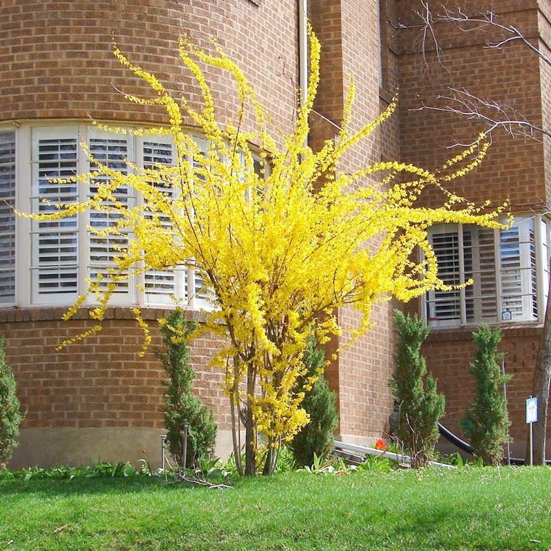 连翘40公分高以上多叉头丛生黄老虎金腰带绿化花灌木