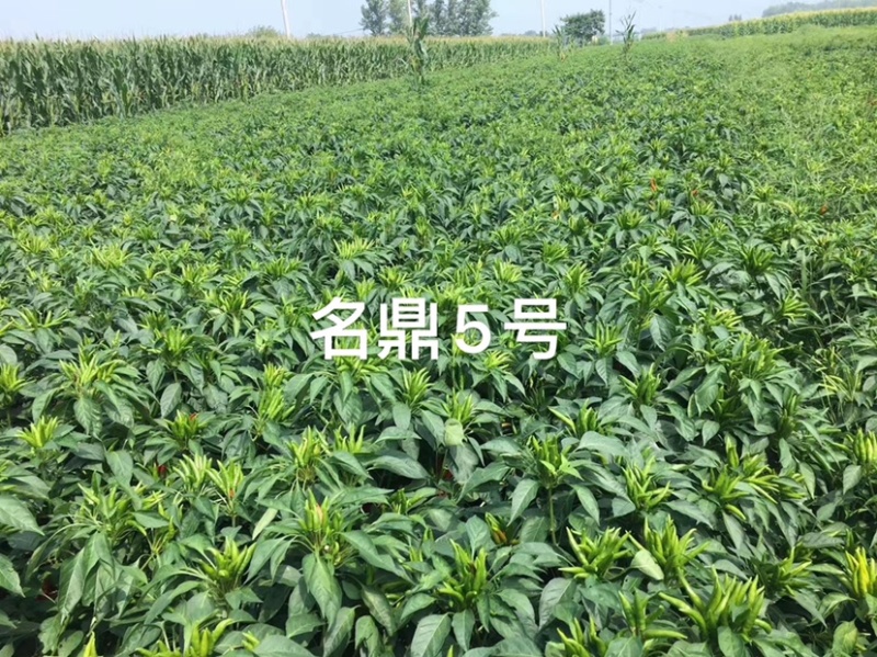 辣椒种子簇生高辣干鲜两用高辣
