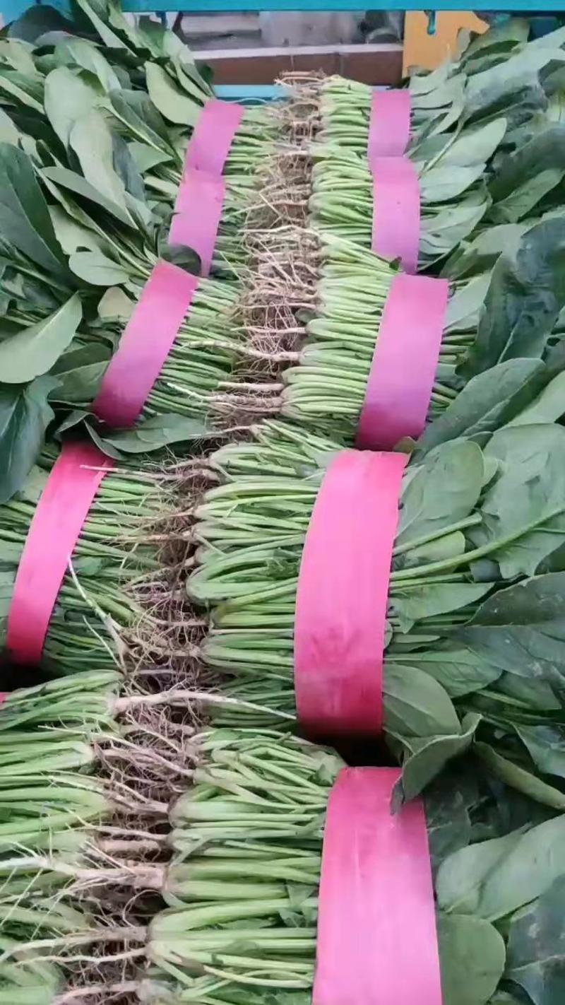 河南滑县菠菜蔬菜产地直供代发全国专业代办