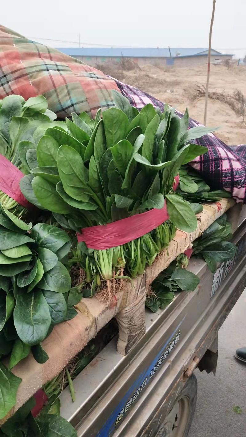 河南滑县菠菜蔬菜产地直供代发全国专业代办