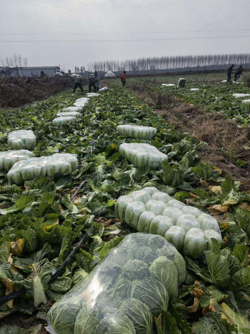 黄心白菜、黄心秋喜、凝翠、丰喜、阳春三月、矮颗黄心大白菜