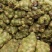 大头菜种植基地批发新鲜榨菜