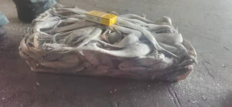 做罐头专用刀鱼，接受预订