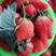 山东草莓产地甜查理草保质保量支持全国代发