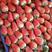 山东草莓产地甜查理草保质保量支持全国代发