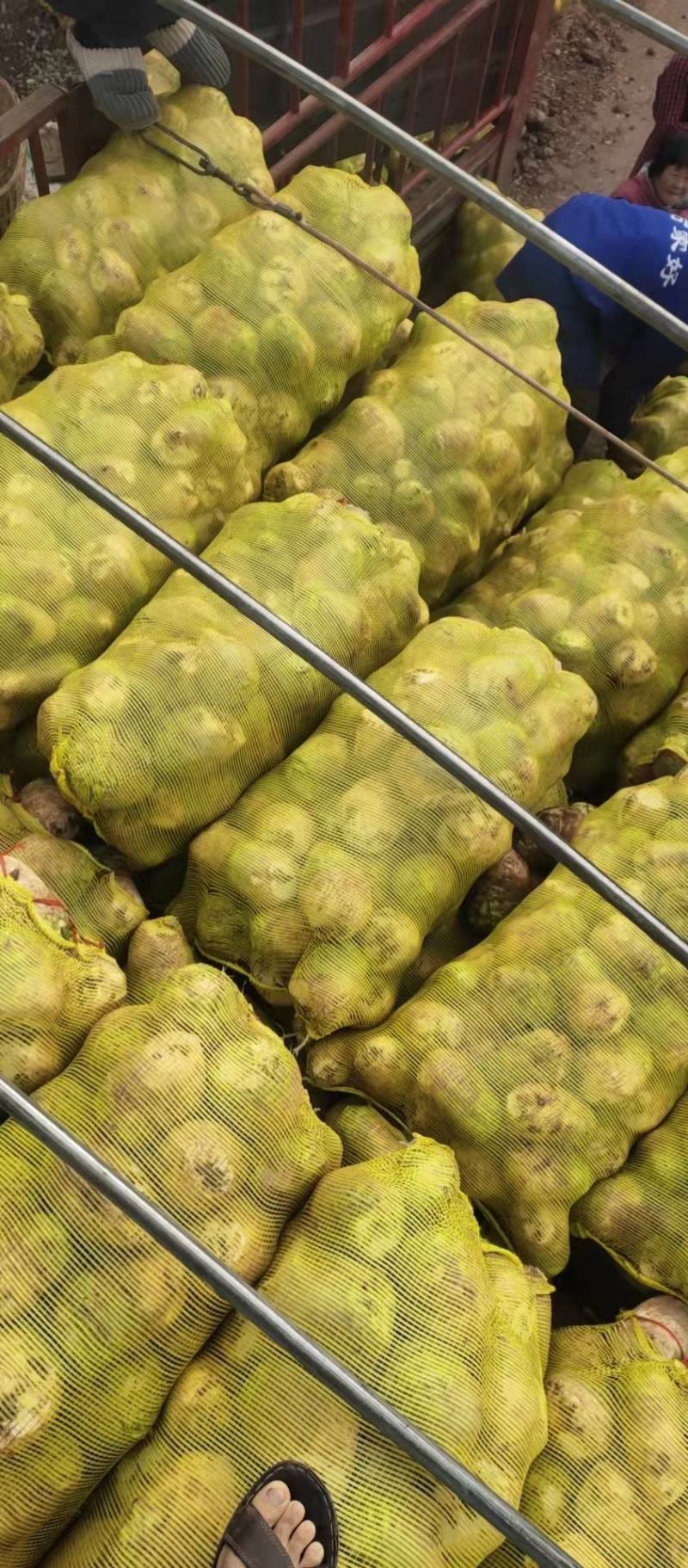 大头菜批发(基地发货)一手货源品质保证