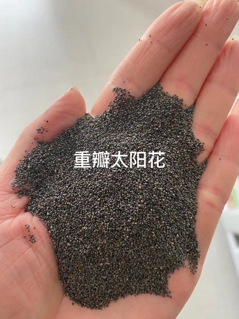 重瓣太阳花花种子花籽四季开花室内花卉易活室外种孑花种籽子