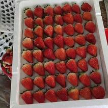 山东草莓产地甜查理草保质保量支持全国