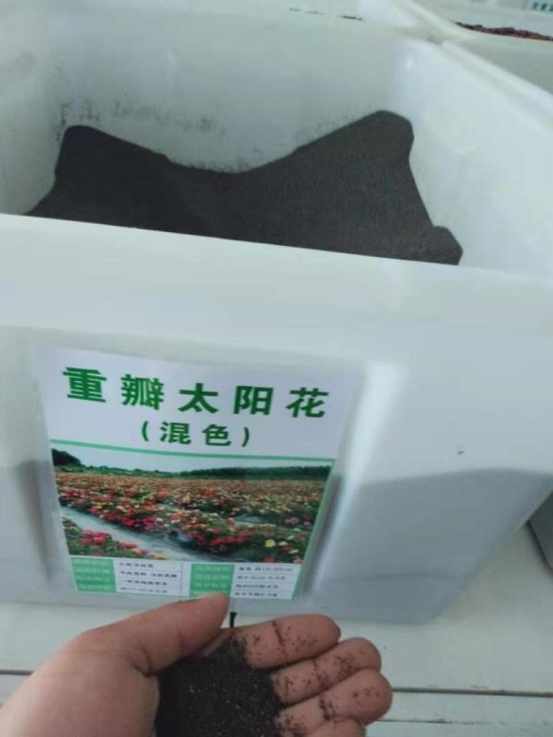 太阳花种子易种植花期长花色艳丽花朵大，量大优惠